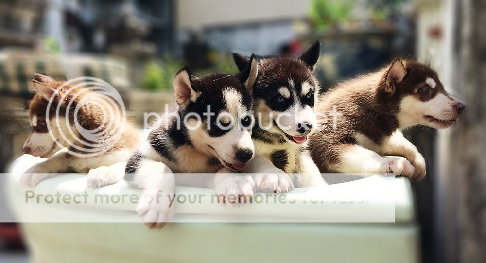 Husky puppy thuần chuẩn dễ thương siêu ngầu - 1