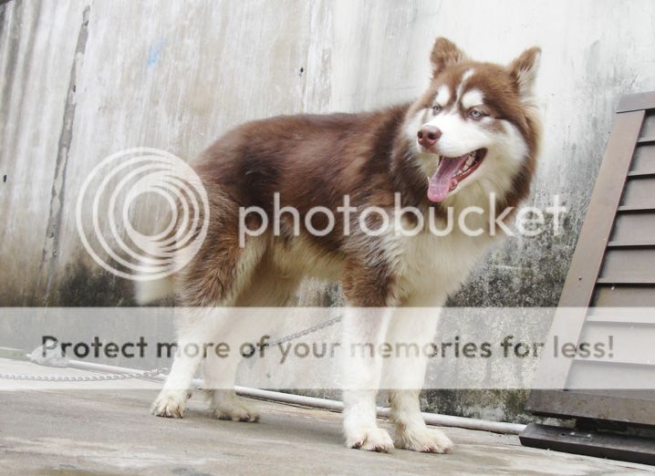 2 em husky trưởng thành 1 đực đỏ và 1 cái đen