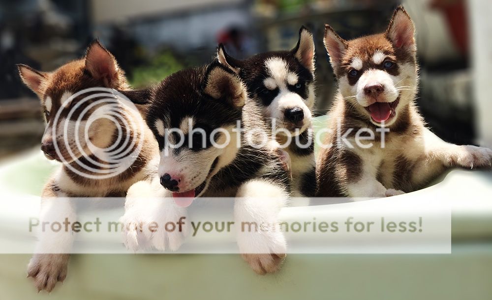 Husky puppy thuần chuẩn dễ thương siêu ngầu - 3