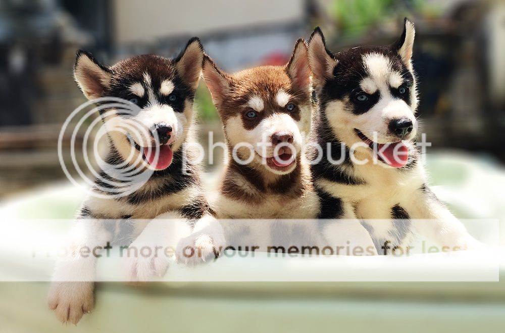 Husky puppy thuần chuẩn dễ thương siêu ngầu - 5
