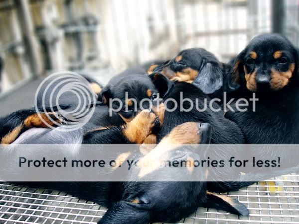 Bán chó Lạp xưởng (Teckel, Dachshund) đủ mọi lứa tuổi, số lượng nhiều giá tốt nhé - 8