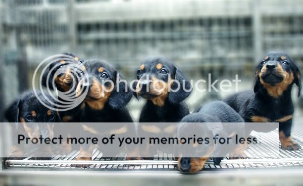 Bán chó Lạp xưởng (Teckel, Dachshund) đủ mọi lứa tuổi, số lượng nhiều giá tốt nhé - 7