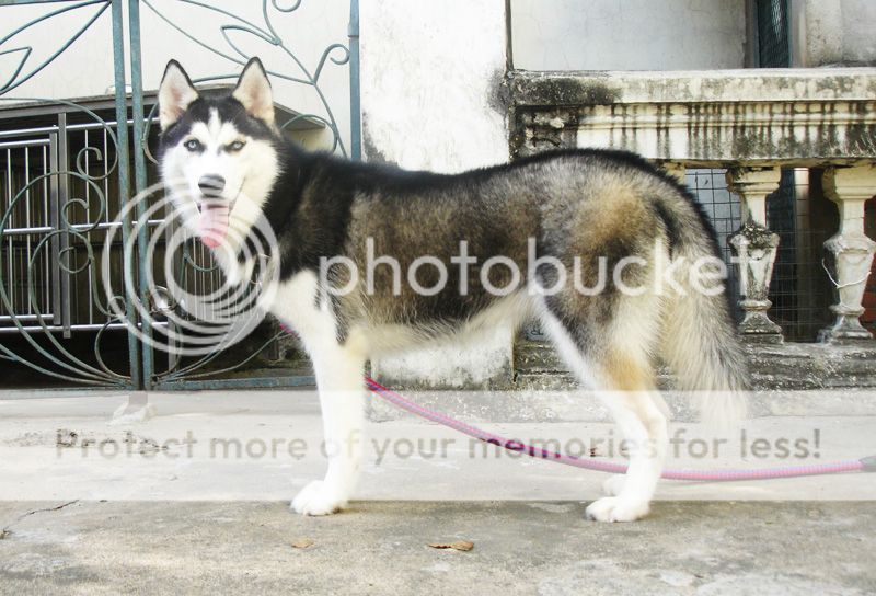 2 em husky trưởng thành 1 đực đỏ và 1 cái đen - 1