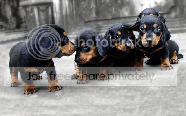 Bán chó Lạp xưởng (Teckel, Dachshund) đủ mọi lứa tuổi, số lượng nhiều giá tốt nhé - 6