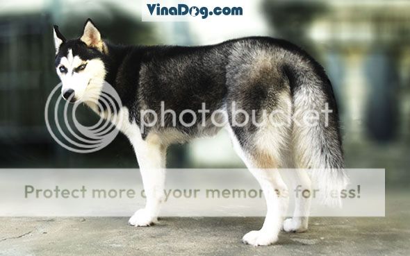 Husky puppy thuần chuẩn dễ thương siêu ngầu - 8