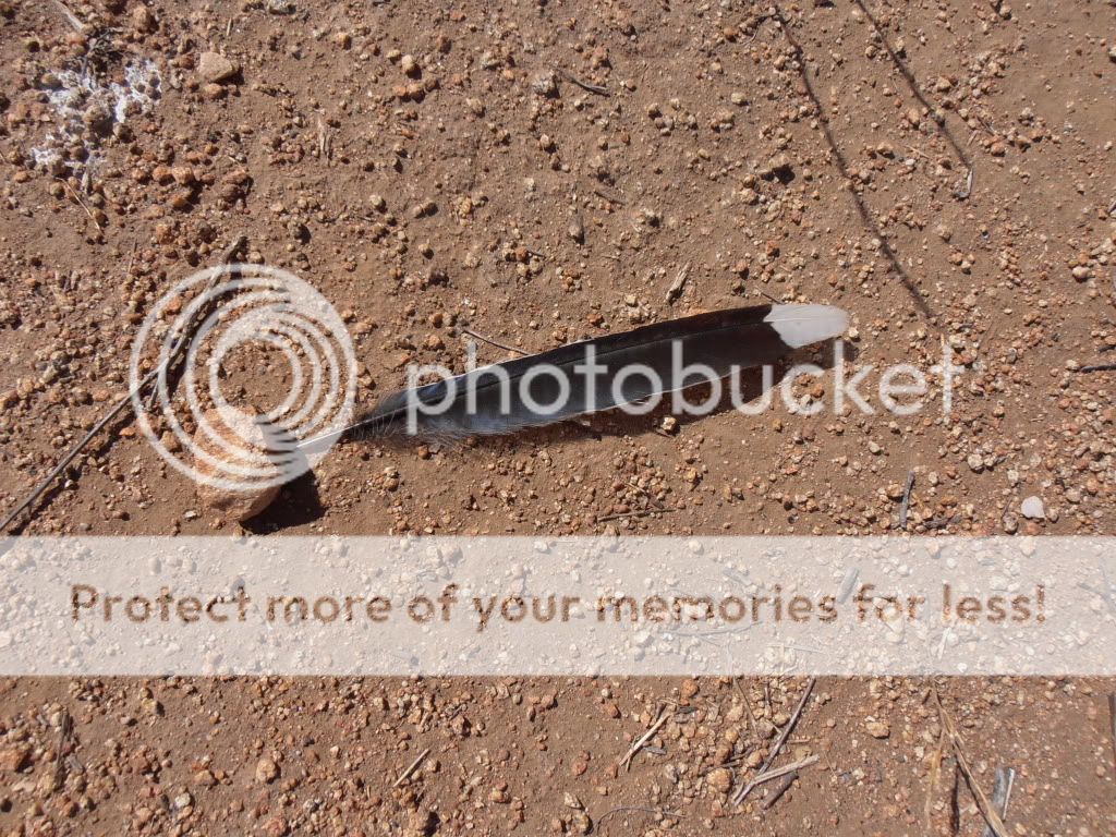 Posted Image