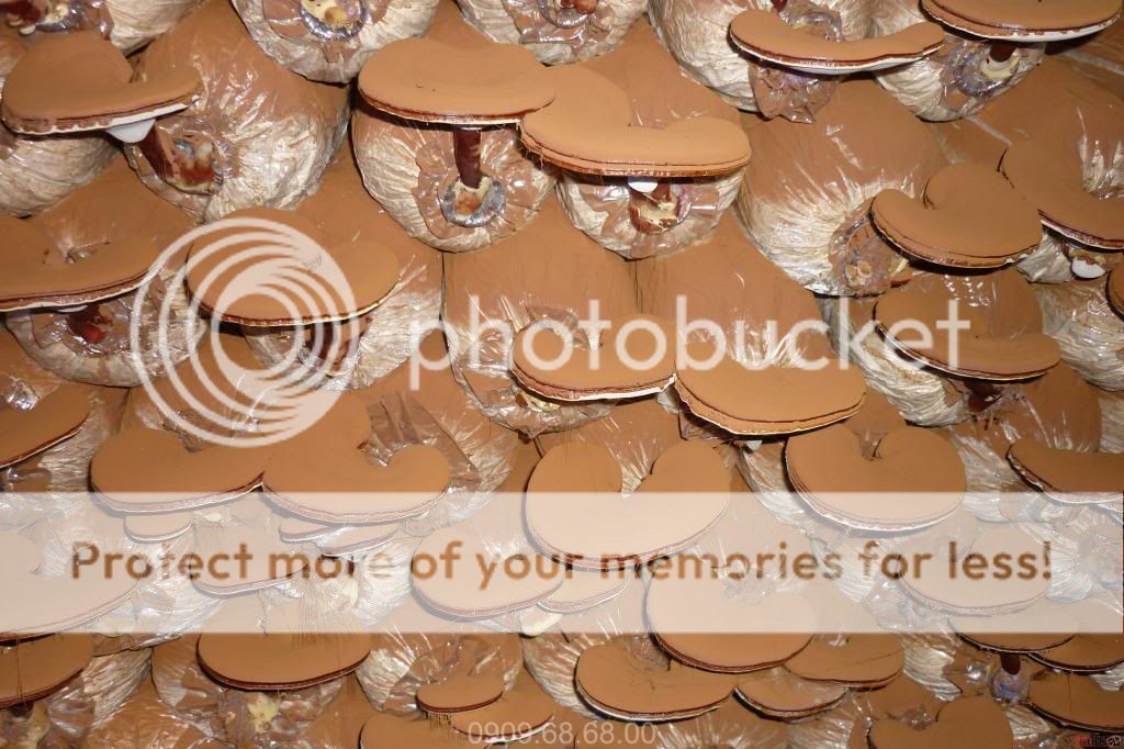 Chuyên phân phối sĩ & lẻ nấm Linh Chi - 2