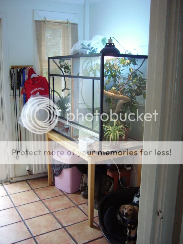 Post pics of your frog rooms! Reptile Forums