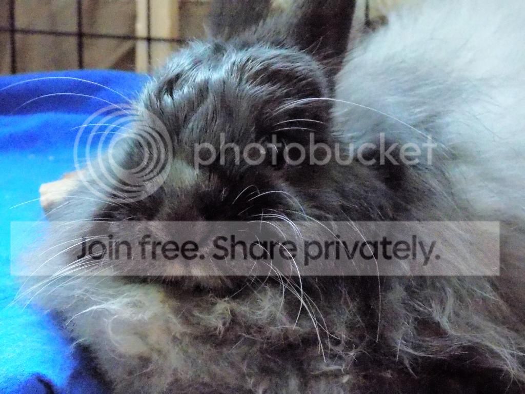  photo DSCN2551_zps10f0469a.jpg