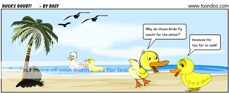 funnyduck.png