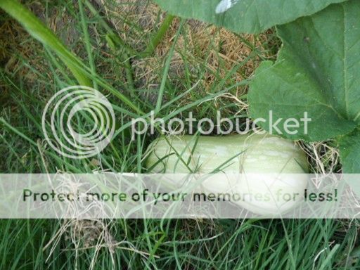 Butternut photo butternut_zpsae9c5ad5.jpg
